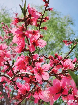 桃花紅杏花白