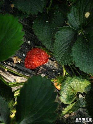 最美人間四月天