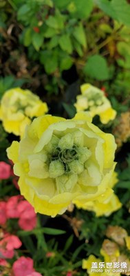 【夜城春】春天拍就完了