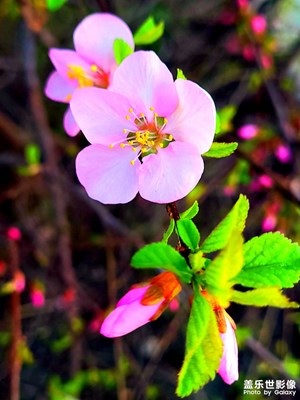 【四月物語】+賞花