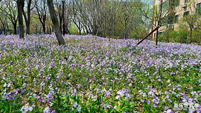 【四月物語(yǔ)】+周邊小景隨拍