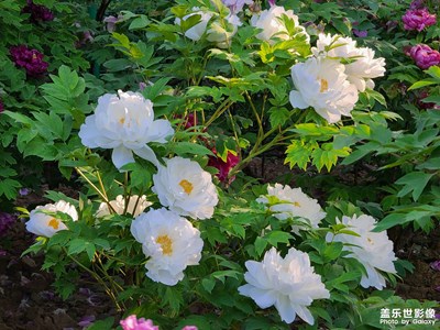 【四月物語(yǔ)】花之語(yǔ)