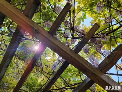 小區(qū)里的花花草草