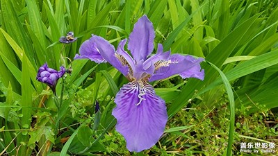 公園里的那些花兒