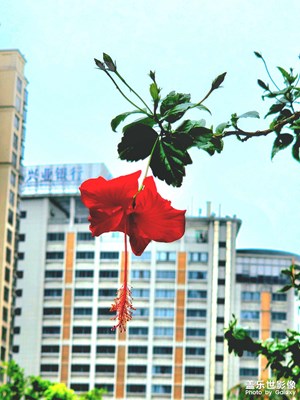 一夜風(fēng)雨滿地傷，脫俗清新看扶桑。