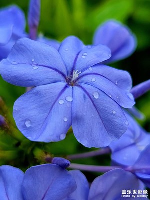 長焦下拍出的動物和花朵比1倍要清楚