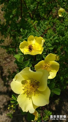 【四月物語(yǔ)】+花若蝴蝶，盈盈立枝