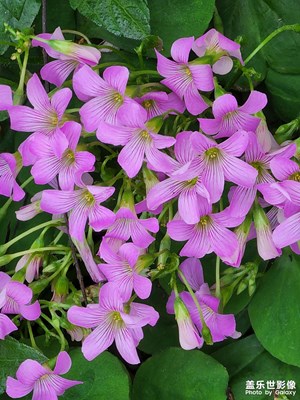 小花開處不下風(fēng)