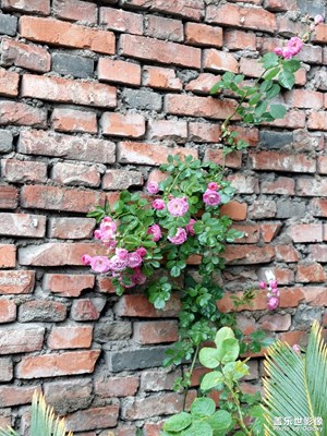 風(fēng)雨中的薔薇