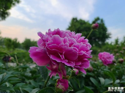 【四月物語(yǔ)】花香襲人