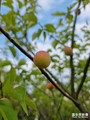 S21U首秀，城市綠地隨拍！