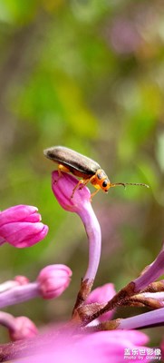 【我的五一】+春色滿園