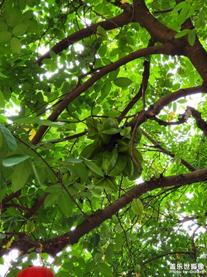 五四青年節(jié)