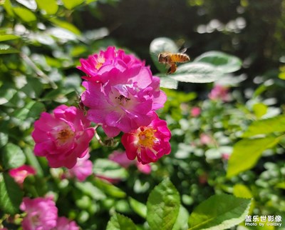 【我的五一】+花花草草