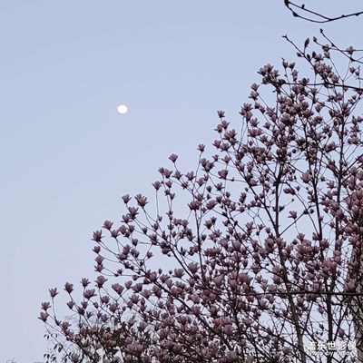 【夜城春】+ 夜夜夜