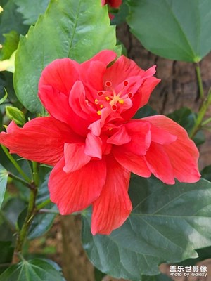 立夏，花千語(yǔ)