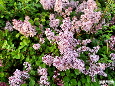 今日照片   雨后美景
