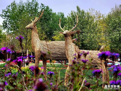 【時光正好】花期