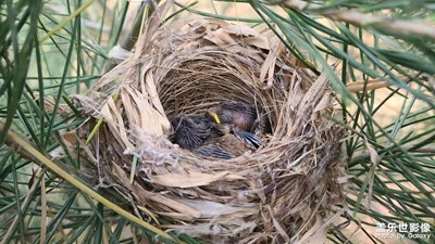 【時(shí)光正好】快快長(zhǎng)大