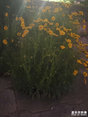 頑強(qiáng)生長(zhǎng)