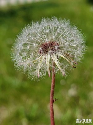 小樓一夜聽春雨