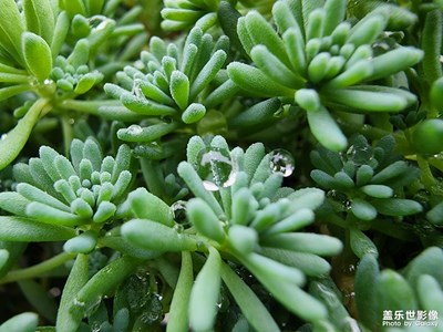 清晨，綠的舒爽