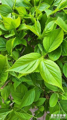 長春的春終會來臨