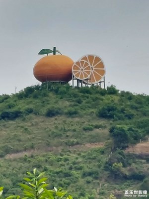 桔子--桔鄉(xiāng)標(biāo)志