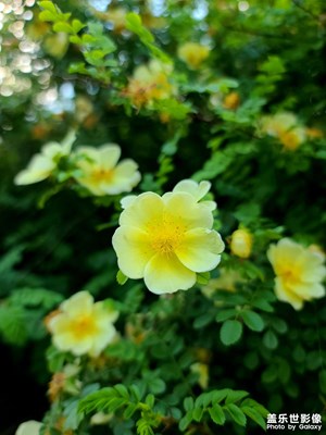 送你一朵小黃花