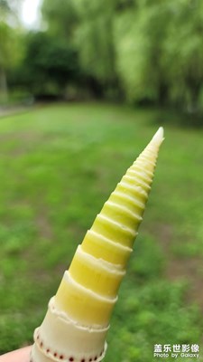 [生活的地方]雨后春筍