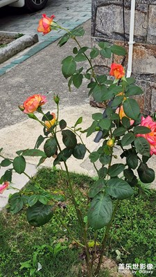 三星S22U拍攝