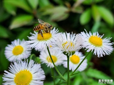 勤勞的小蜜蜂