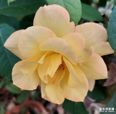 【鄉(xiāng)城美景】微距下的花朵