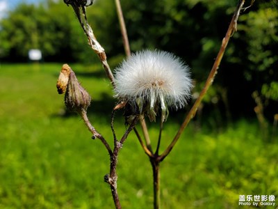 【碎片日?！?花草