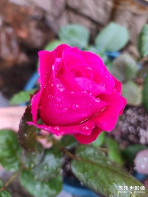 露天庭院花滿園