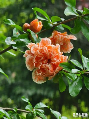 【碎片日?！?花開五月石榴紅