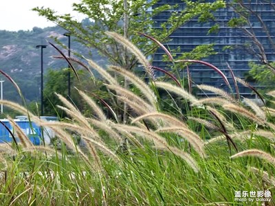 Galaxy S21U微距下的鮮花綠葉??