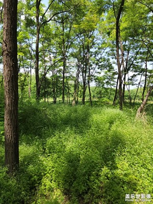 槐樹林
