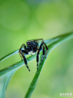 【當(dāng)下好時光】+花草、昆蟲