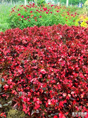 這個初夏打開方式