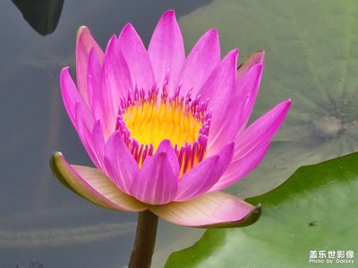 【當(dāng)下好時(shí)光】傍晚漫步時(shí)刻