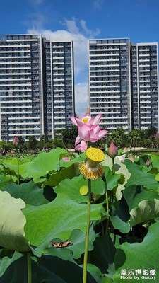 荷花園環(huán)繞