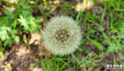 【當(dāng)下好時光】+小小的蒲公英