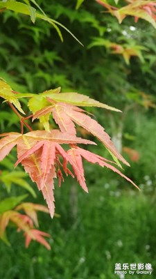 人間四月天之二