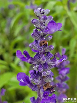 百花盛開，清風(fēng)徐來