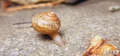 微距，蝸牛