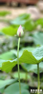 小荷才露尖尖角……