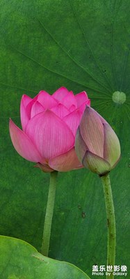 夏雨荷