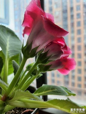 家里大桐巖開花了