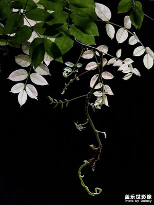 【與光影同行】+透光的視角